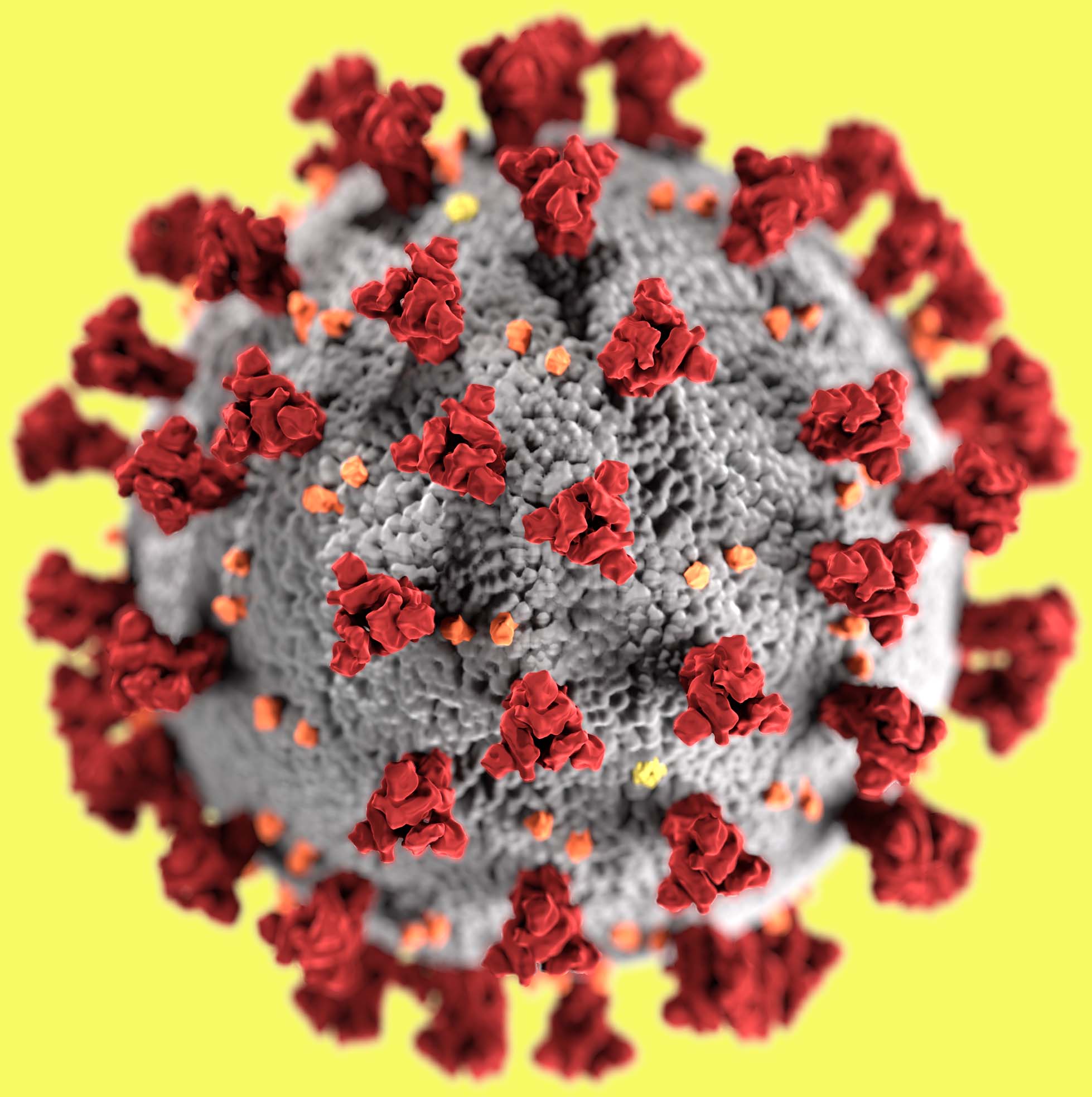 Corona virus